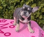 Small Photo #4 French Bulldog Puppy For Sale in GOSHEN, IN, USA