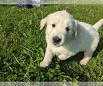Small Photo #21 English Cream Golden Retriever Puppy For Sale in WOOSTER, OH, USA