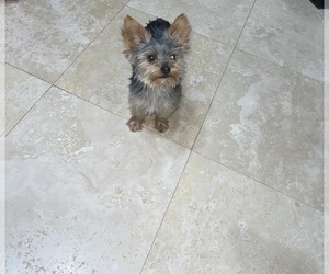 Father of the Yorkshire Terrier puppies born on 04/01/2025