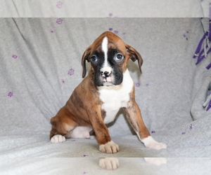 Boxer Puppy for sale in SHILOH, OH, USA