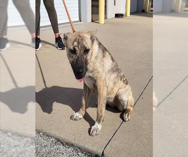 Medium Photo #1 Holland Shepherd Puppy For Sale in Louisville, KY, USA