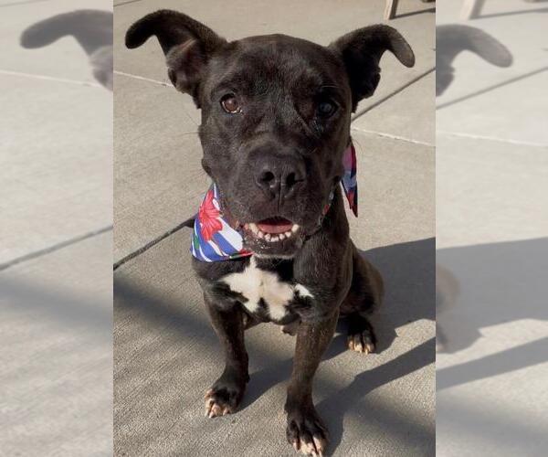 Medium Photo #3 Mutt Puppy For Sale in Tulsa, OK, USA