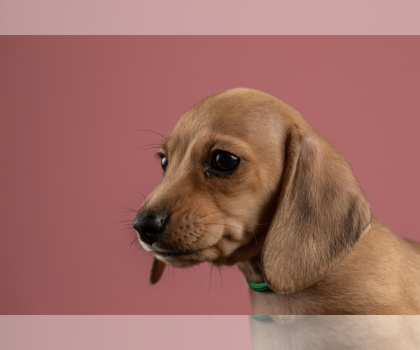 Medium Photo #6 Dachshund Puppy For Sale in CROWLEY, TX, USA