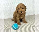 Small Photo #4 Cavapoo Puppy For Sale in GREENFIELD, IN, USA