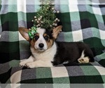 Small Photo #3 Pembroke Welsh Corgi Puppy For Sale in BIRD IN HAND, PA, USA