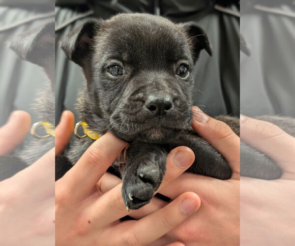 Medium Photo #4 German Shepherd Dog-Unknown Mix Puppy For Sale in Holly Springs, NC, USA