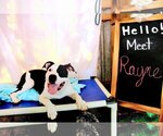 Small Photo #3 American Bulldog-Unknown Mix Puppy For Sale in Crandall, GA, USA