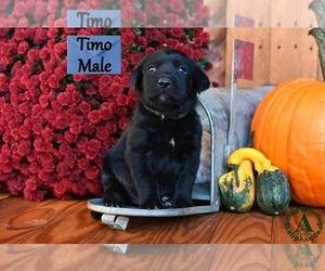 Labrador Retriever Puppy for Sale in BRIDGEWATER, Virginia USA