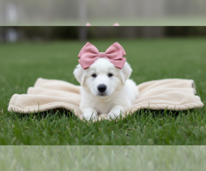 Great Pyrenees Dogs for adoption in MIDWAY, UT, USA