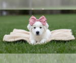 Small Great Pyrenees
