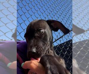 Labrador Retriever-Unknown Mix Dogs for adoption in Tulsa, OK, USA