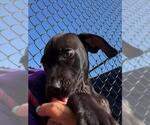 POODLE - Female Labrador Retriever-Unknown Mix Dog for Adoption - Small photo