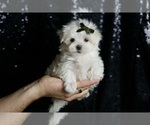 Puppy Cotton AKC Maltese
