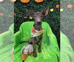 CLOVER - Female Labrador Retriever-Unknown Mix Dog for Adoption - Small photo