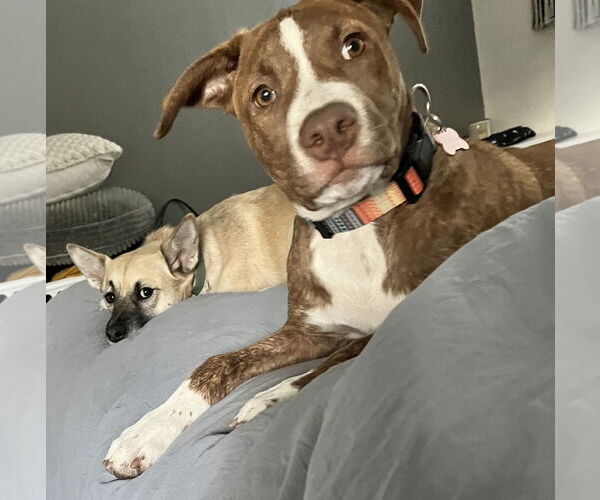 Medium Photo #6 American Staffordshire Terrier-Labrador Retriever Mix Puppy For Sale in Dana Point, CA, USA