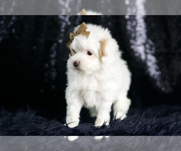 Medium Photo #5 Maltipoo (Miniature) Puppy For Sale in WARSAW, IN, USA