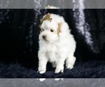 Small #4 Maltipoo (Miniature)