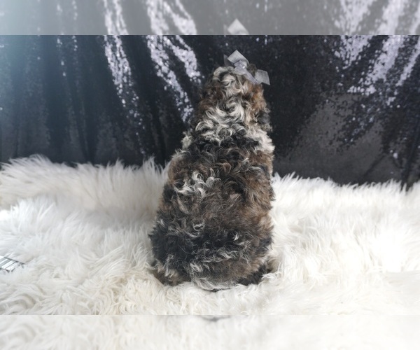 Medium Photo #7 Poodle (Toy) Puppy For Sale in WARSAW, IN, USA