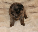 Small #2 Australian Retriever