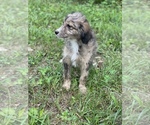 Small Photo #4 Aussiedoodle Puppy For Sale in VANCEBURG, KY, USA