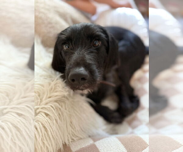 Medium Photo #1 Labrador Retriever Puppy For Sale in Mobile, AL, USA