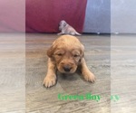 Small Photo #14 Golden Retriever Puppy For Sale in GIRARD, KS, USA