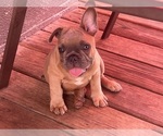 Image preview for Ad Listing. Nickname: Brutus