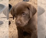 Small Photo #16 Labrador Retriever Puppy For Sale in BANDERA, TX, USA