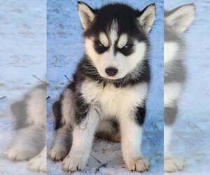 Siberian Husky Puppy for sale in LOUISVILLE, KY, USA