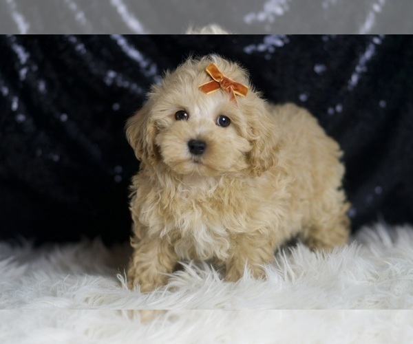Medium Photo #28 Maltipoo (Miniature) Puppy For Sale in WARSAW, IN, USA