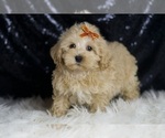 Puppy SCOTCH Maltipoo (Miniature)