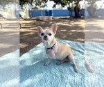 Small #2 Chihuahua