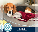 Small #2 Beagle