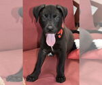 Small #1 Border Collie Mix
