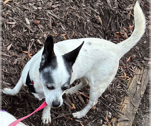 Medium Photo #3 Rat-Cha Puppy For Sale in Atlanta, GA, USA