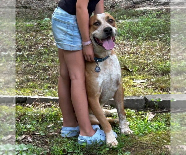 Medium Photo #3 Mutt Puppy For Sale in Canton, CT, USA