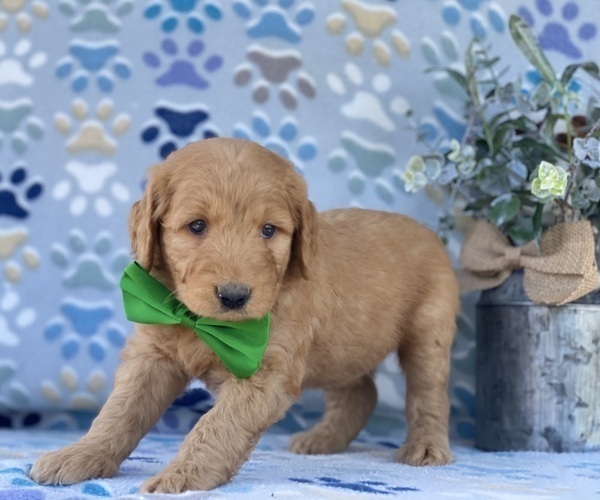Medium Photo #1 Goldendoodle Puppy For Sale in LANCASTER, PA, USA
