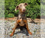 Small #1 Doberman Pinscher