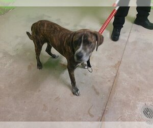 Bulldog-Unknown Mix Dogs for adoption in Green Cove Springs, FL, USA