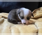 Small Photo #3 Pembroke Welsh Corgi Puppy For Sale in RAMONA, OK, USA