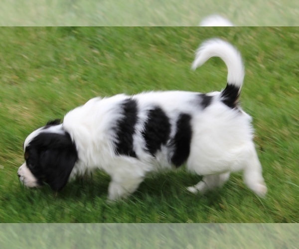 Medium Photo #4 Cava-lon Puppy For Sale in FLINT, MI, USA