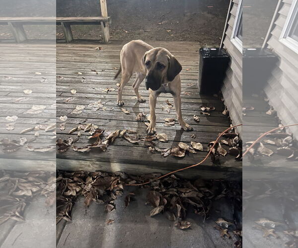 Medium Photo #9 Fila Brasileiro-Great Dane Mix Puppy For Sale in Jasper, AL, USA