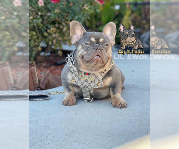 Medium Photo #1 French Bulldog Puppy For Sale in SNELLVILLE, GA, USA