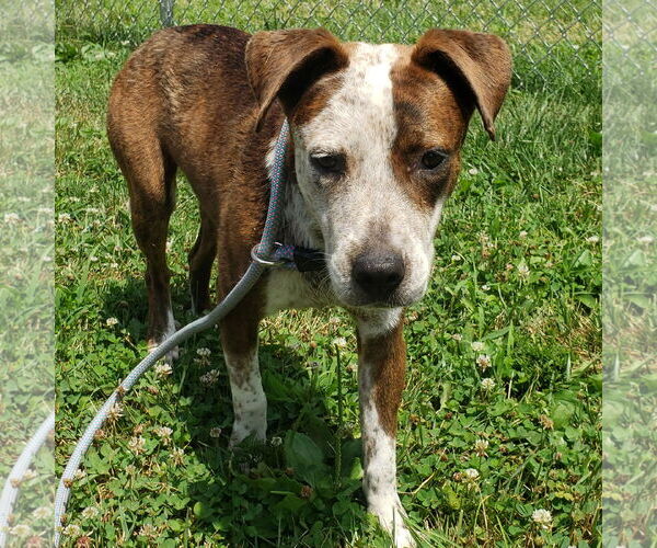 Medium Photo #7 Beagle-Unknown Mix Puppy For Sale in Batavia, OH, USA
