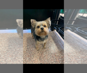Yorkshire Terrier Puppy for sale in CLEARWATER, MN, USA