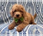 Small Photo #4 Miniature Labradoodle Puppy For Sale in LAKELAND, FL, USA