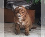 Small Photo #7 Goldendoodle-Poodle (Miniature) Mix Puppy For Sale in EAST EARL, PA, USA