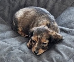 Dachshund Puppy for sale in LAMAR, CO, USA