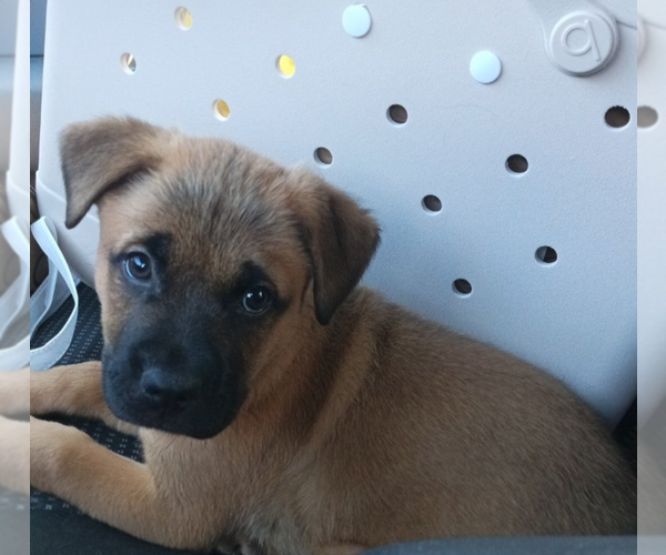 Medium Photo #3 Mutt Puppy For Sale in Holly Springs, NC, USA