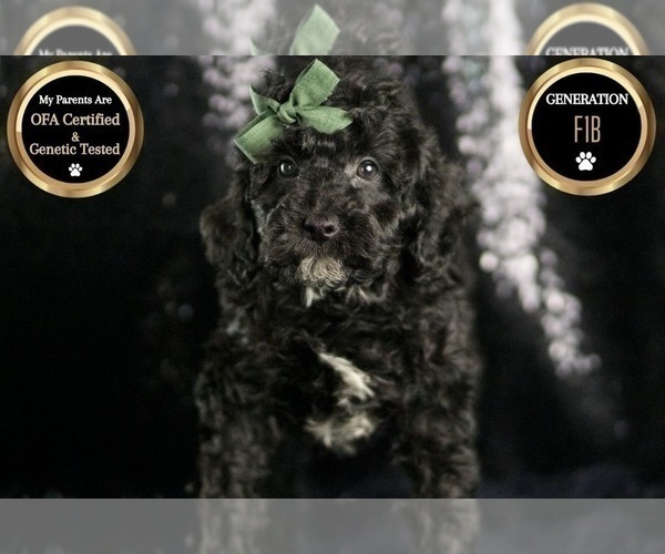 Medium Photo #1 Goldendoodle (Miniature) Puppy For Sale in WARSAW, IN, USA
